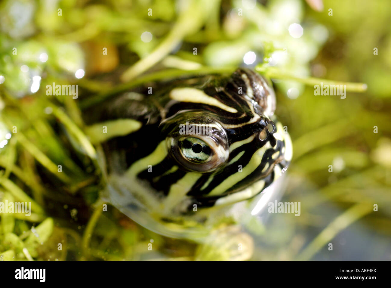 taking a look Stock Photo - Alamy