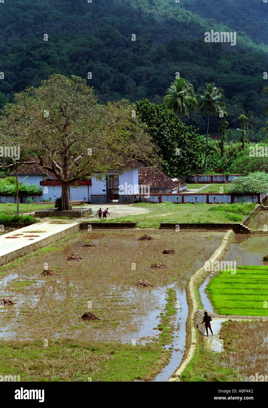 Fields workers paddy fields kerala hires stock photography and images