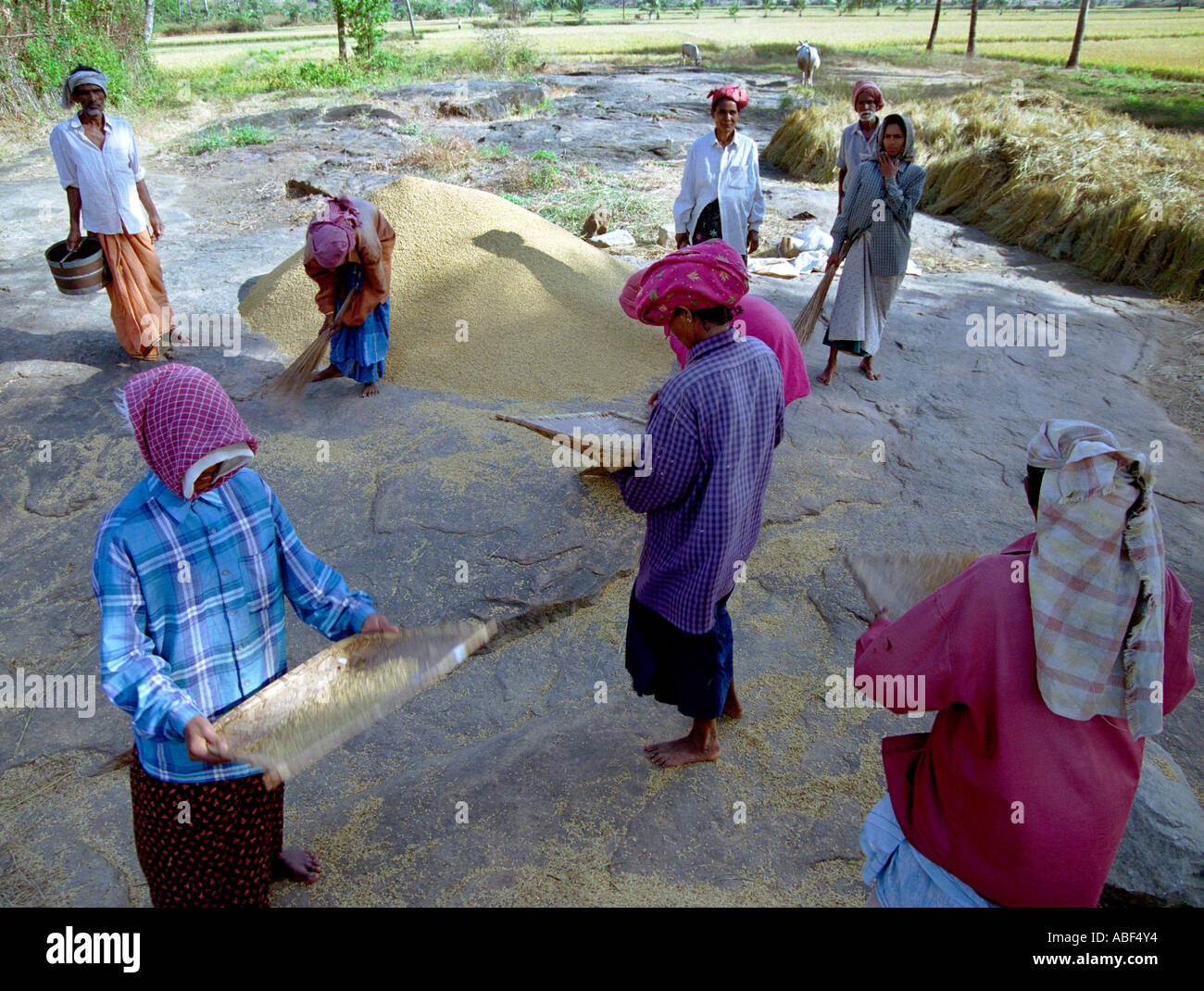 Farmers preparing paddy grains after harvest in Kerala India Stock Photo