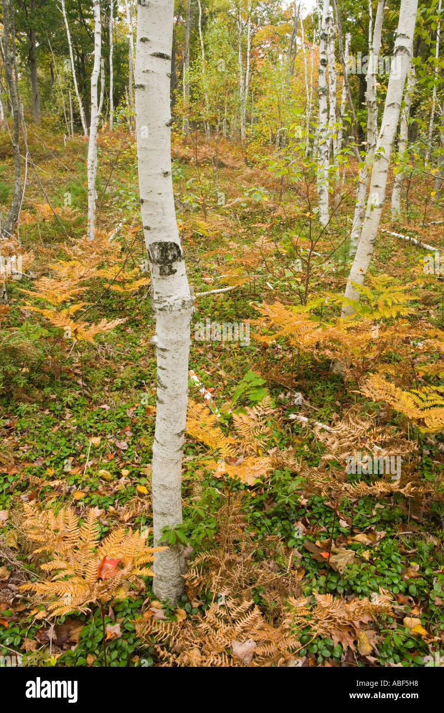 Paper birch trees betula papyrifera in fall near Witch Hole Pond in Maine s Acadia National Park Stock Photo