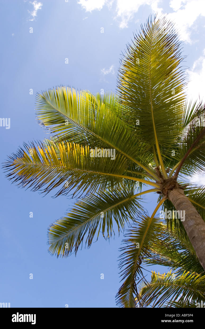 Sunny skies as see through the fronds of a palm tree on Isla Verde beach in San Juan Puerto Rico Stock Photo