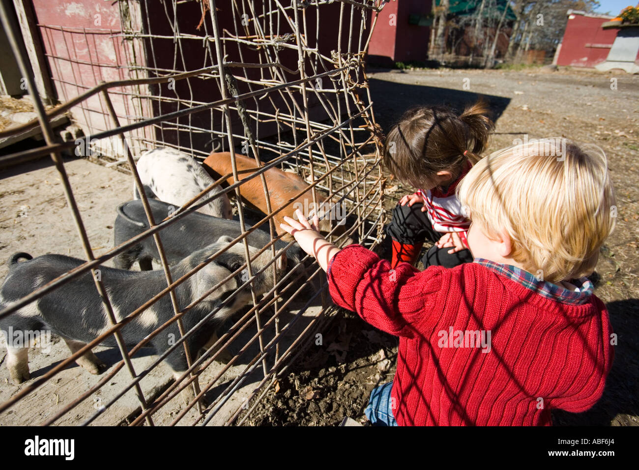 Checking out the pigs at the Colby Farm stand in Newburyport MA Stock Photo
