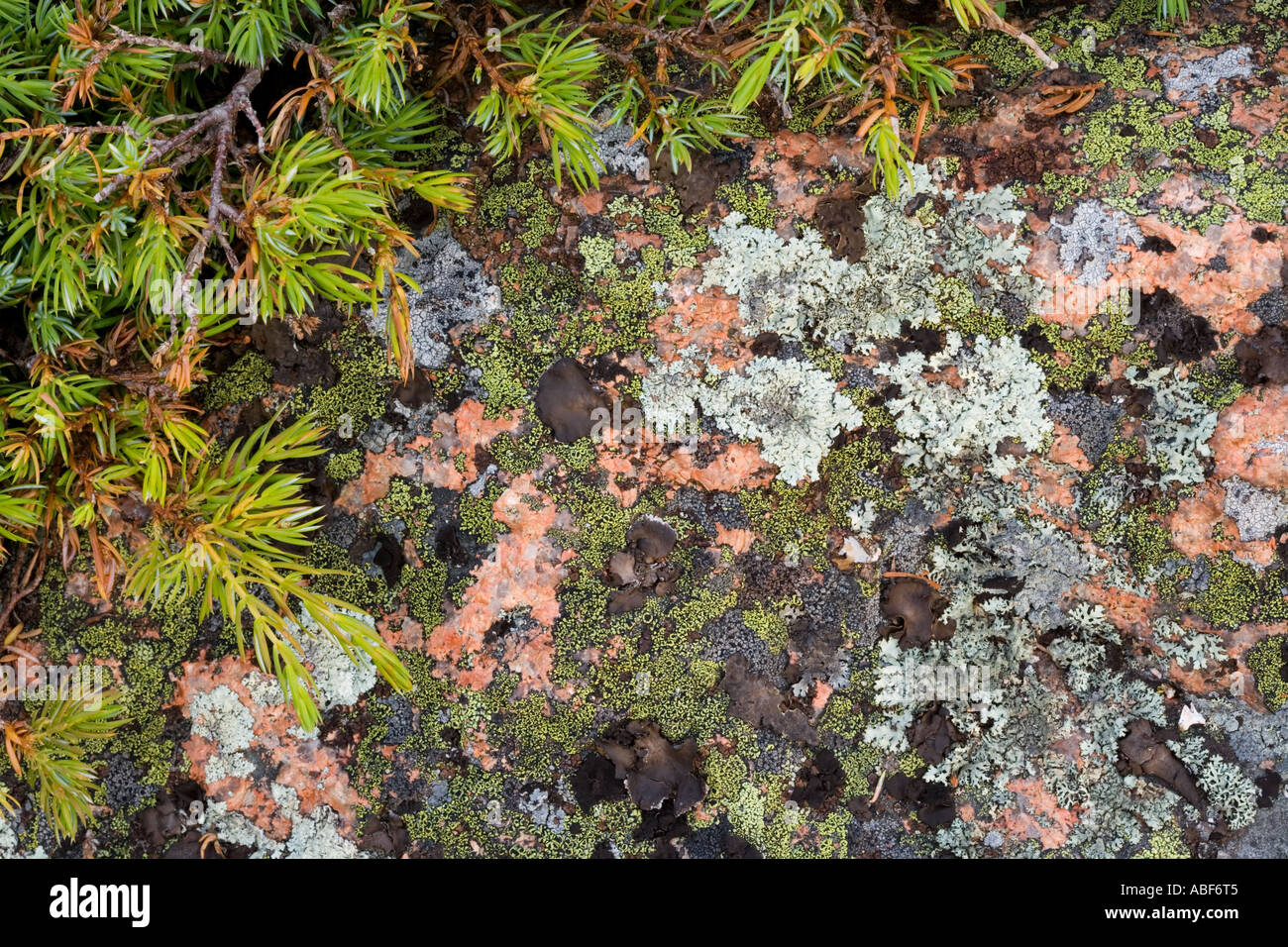 Bar Harbor Juniper and pink Cadillac Granite covered in lichens on Conners Nubble in Maine s Acadia National Park Stock Photo