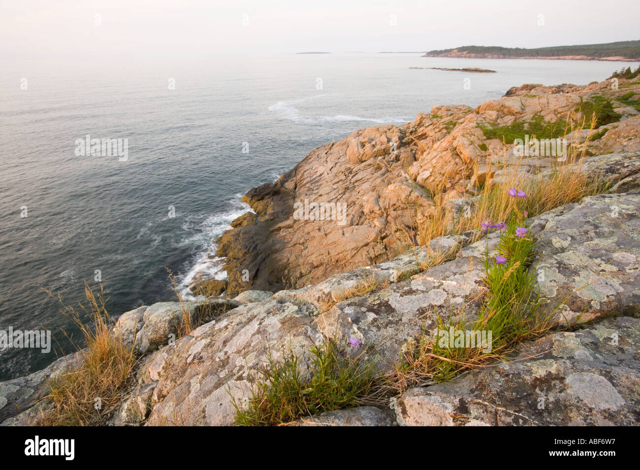 Early morning on the cliffs of Great Head in Maine s Acadia National Park Bluebells, Campanula rotundifolia. Stock Photo