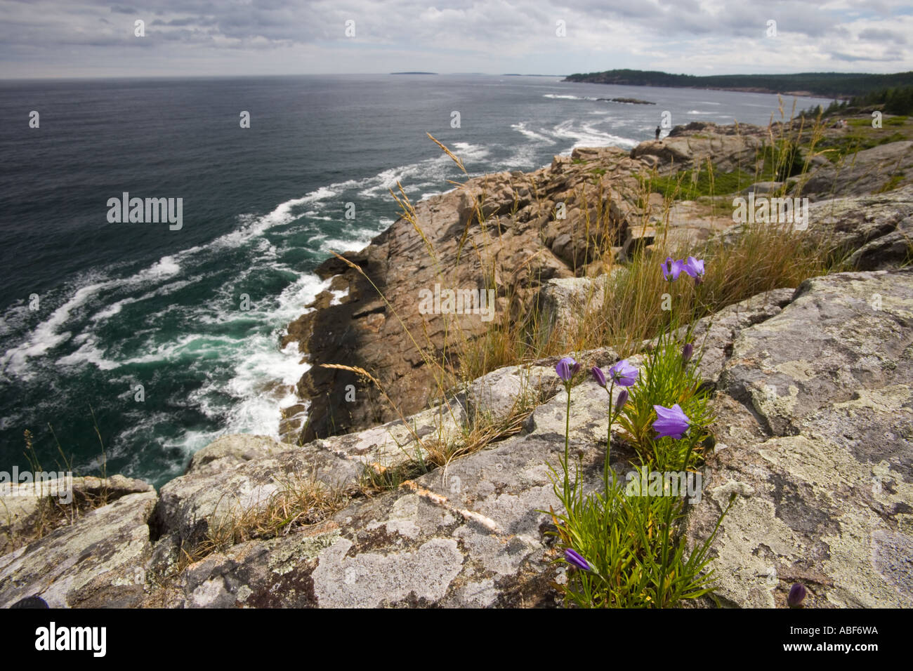 The cliffs of Great Head in Maine s Acadia National Park Bluebells Campanula rotundifolia Also known as harebell Stock Photo