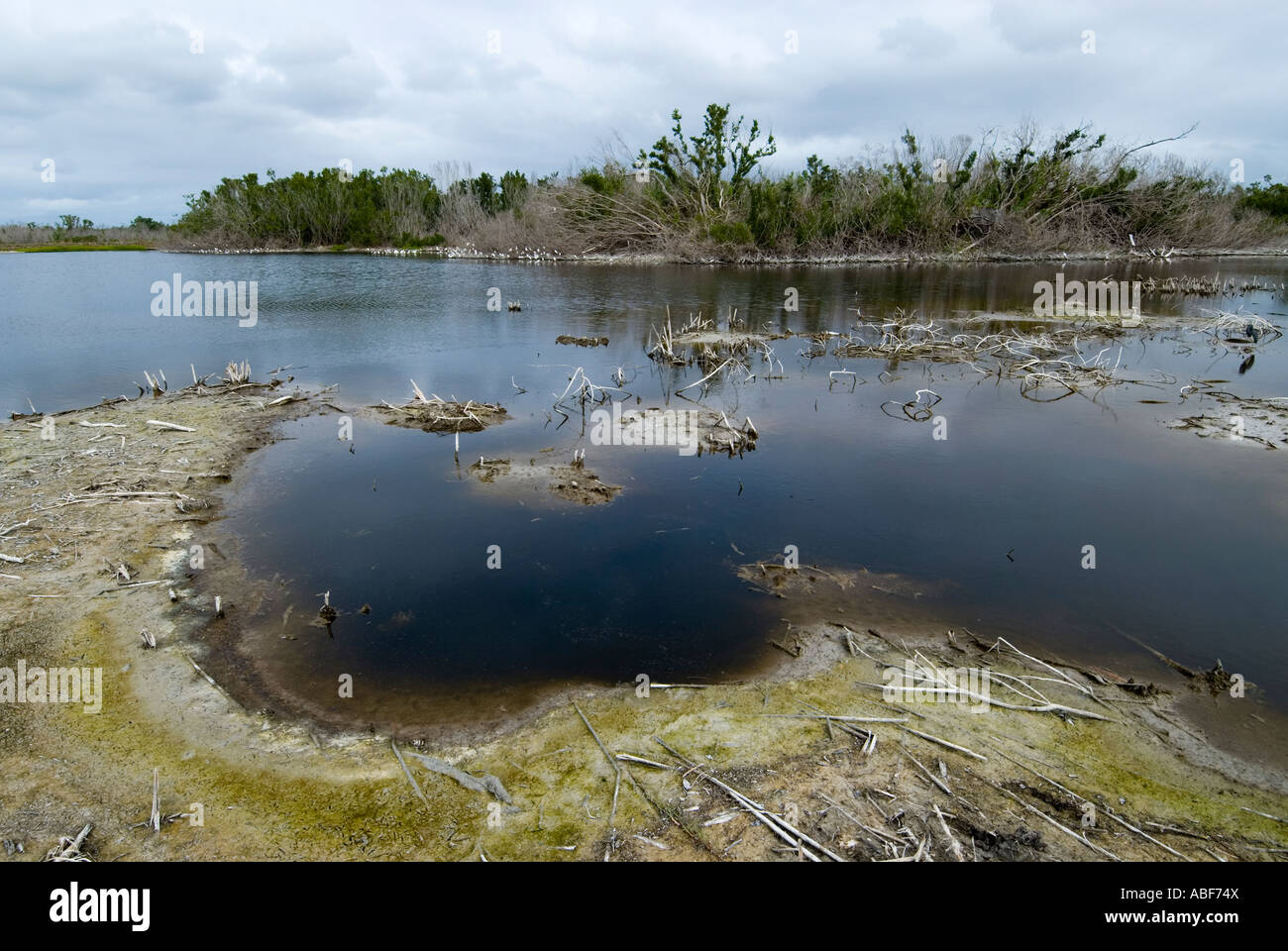 After hurricanes Wilma and Katrina in 2004 Eco Pond is no longer lush sanctuary for wading birds Everglades National Park, Flori Stock Photo