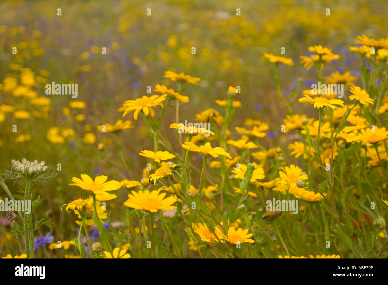 Wildflower meadow in full bloom, Lincolnshire, England Stock Photo Alamy
