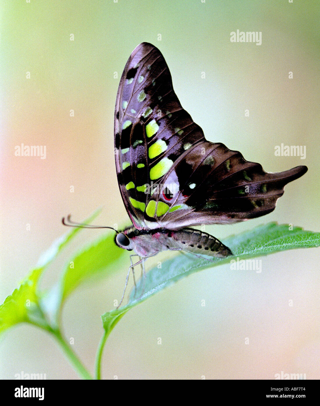 Graphium agamemnon papilionidae butterfly hi-res stock photography and ...