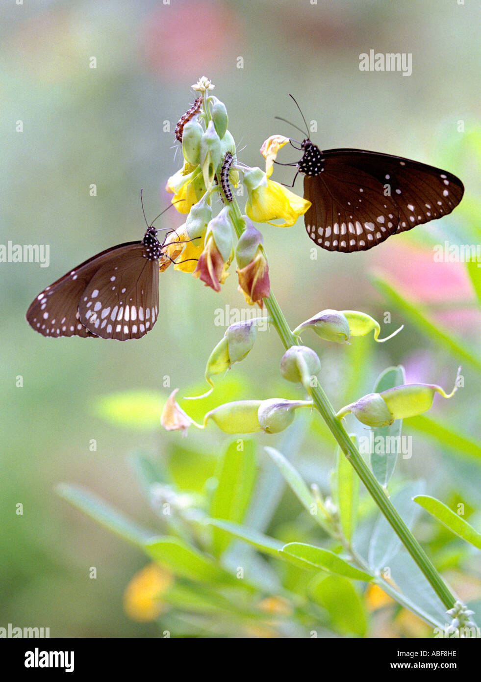 Common Indian Crow Common crow Euploea core Nymphalidae two adults sucking juice from Crotalaria plant Stock Photo