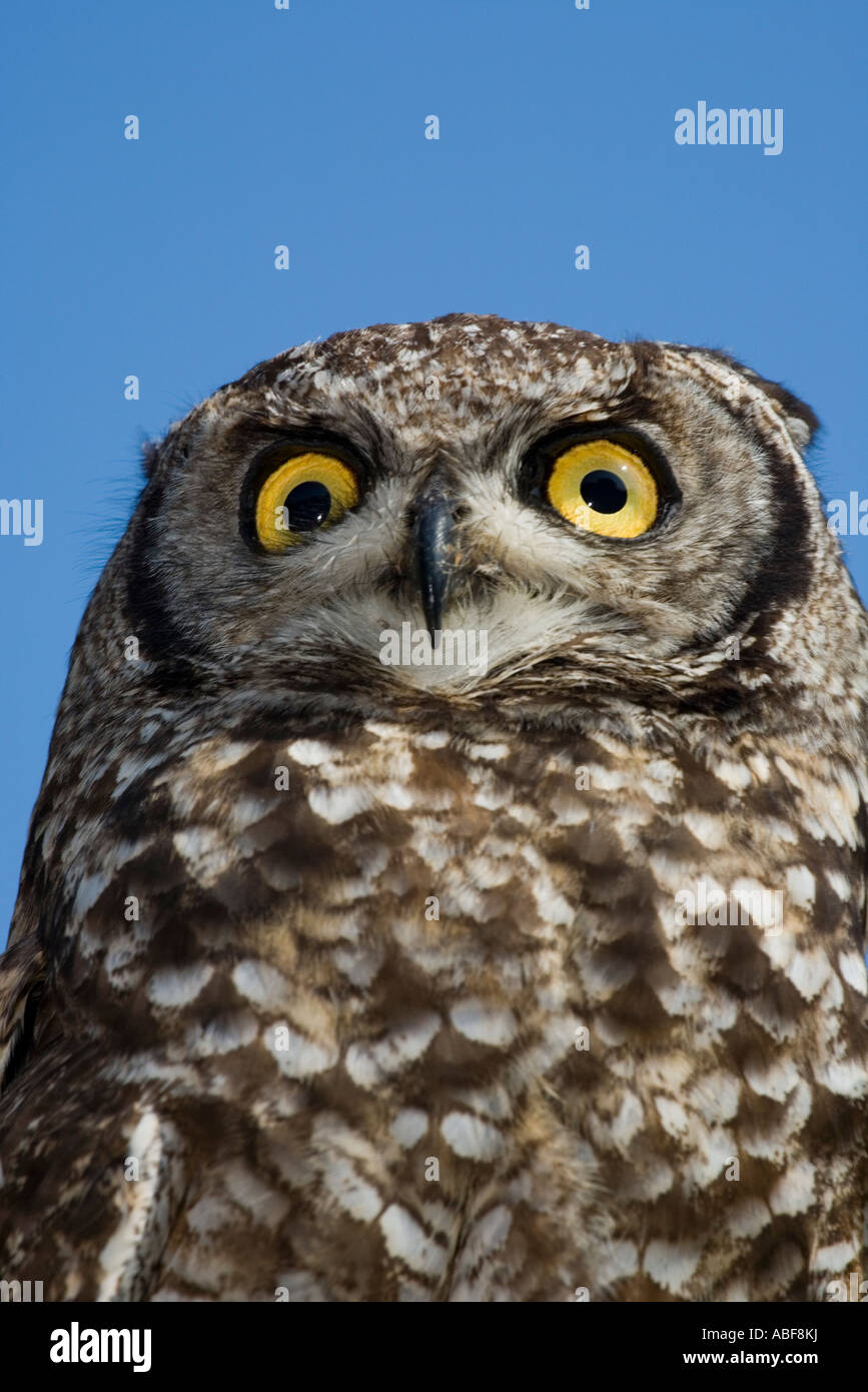 African Spotted Eagle Owl Stock Photo - Alamy