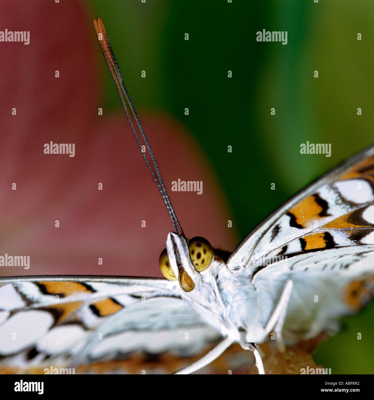 Frontal close up photograph of a fresh young white butterfly Commander Moduza procris Stock Photo