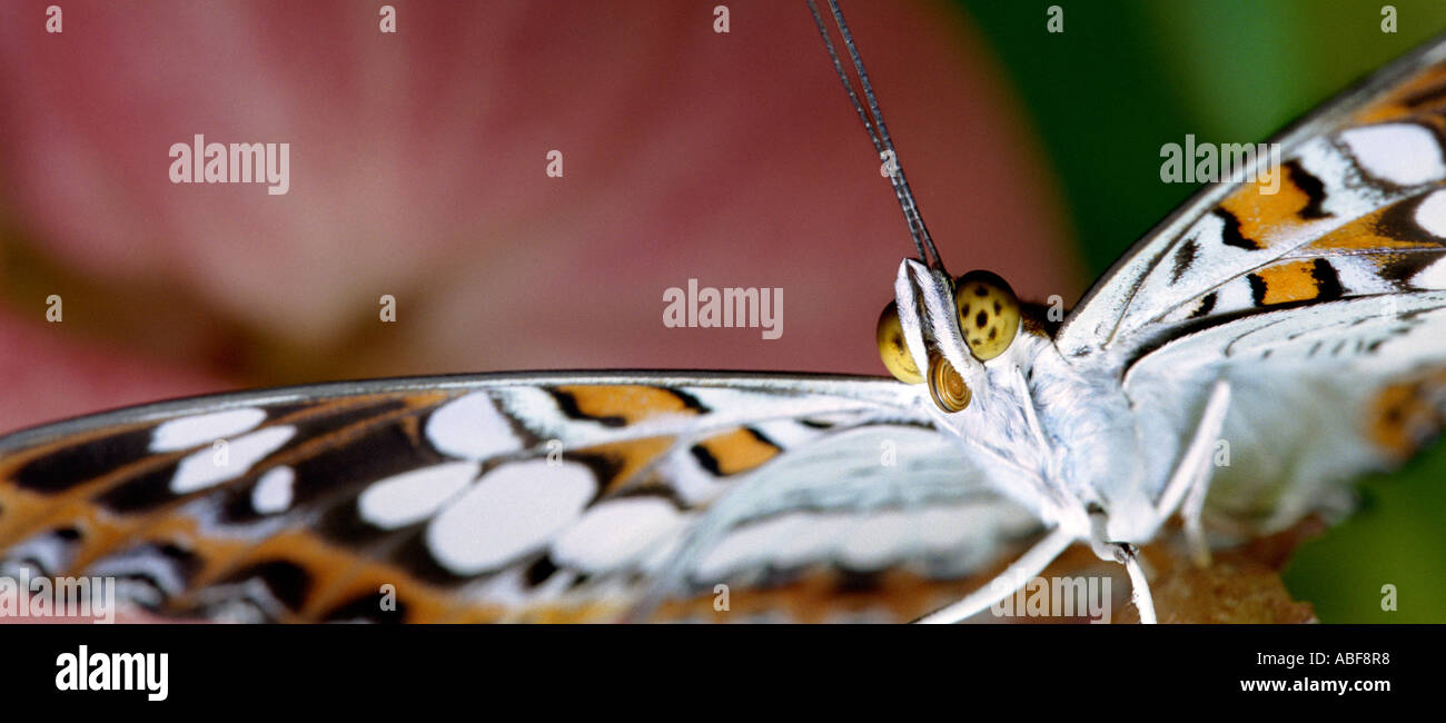 Frontal close up photograph of a fresh young white butterfly Commander Moduza procris Stock Photo
