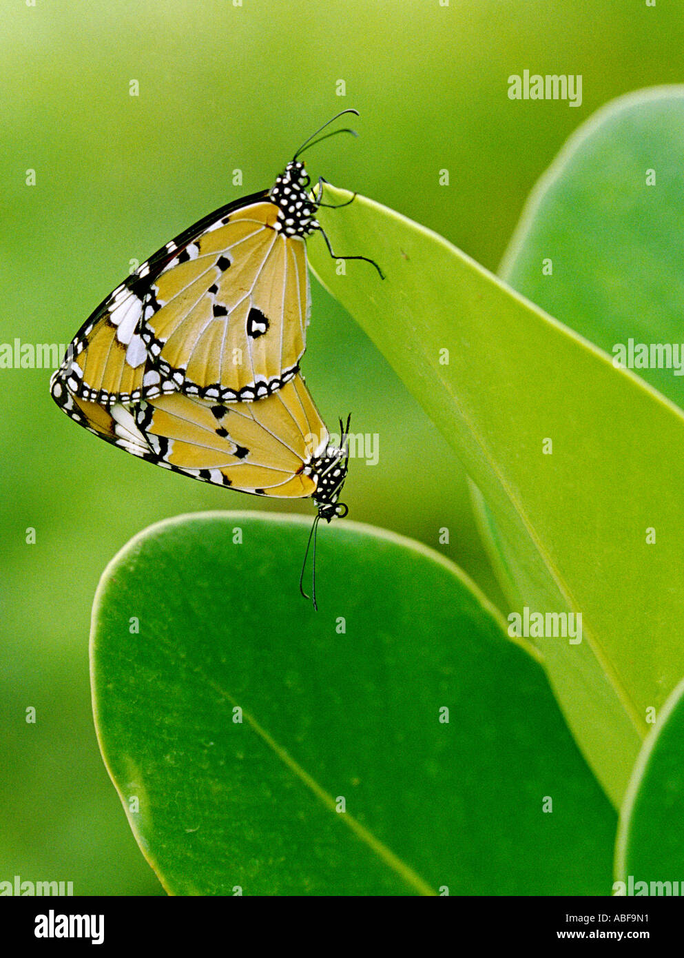 Plain Tiger butterflies Danaus chrysippus chrysippus Danais chrysippus Danaidae mating Stock Photo