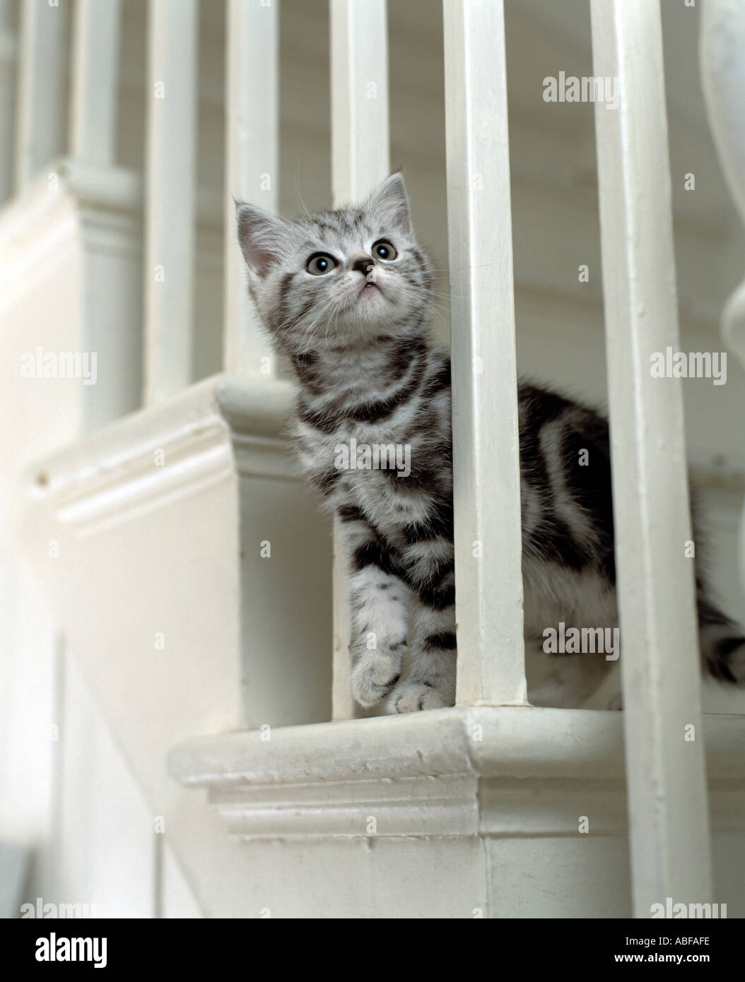 kitten on stairs Stock Photo