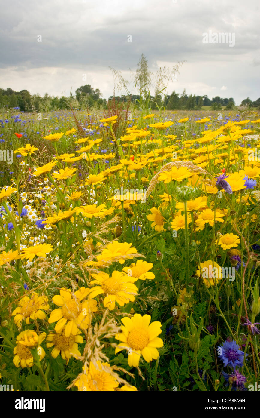 Wildflower meadow in full bloom Stock Photo Alamy