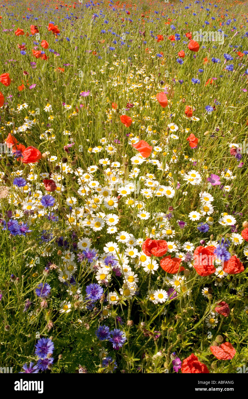 Summer Wildflower Meadow Stock Photo   Alamy