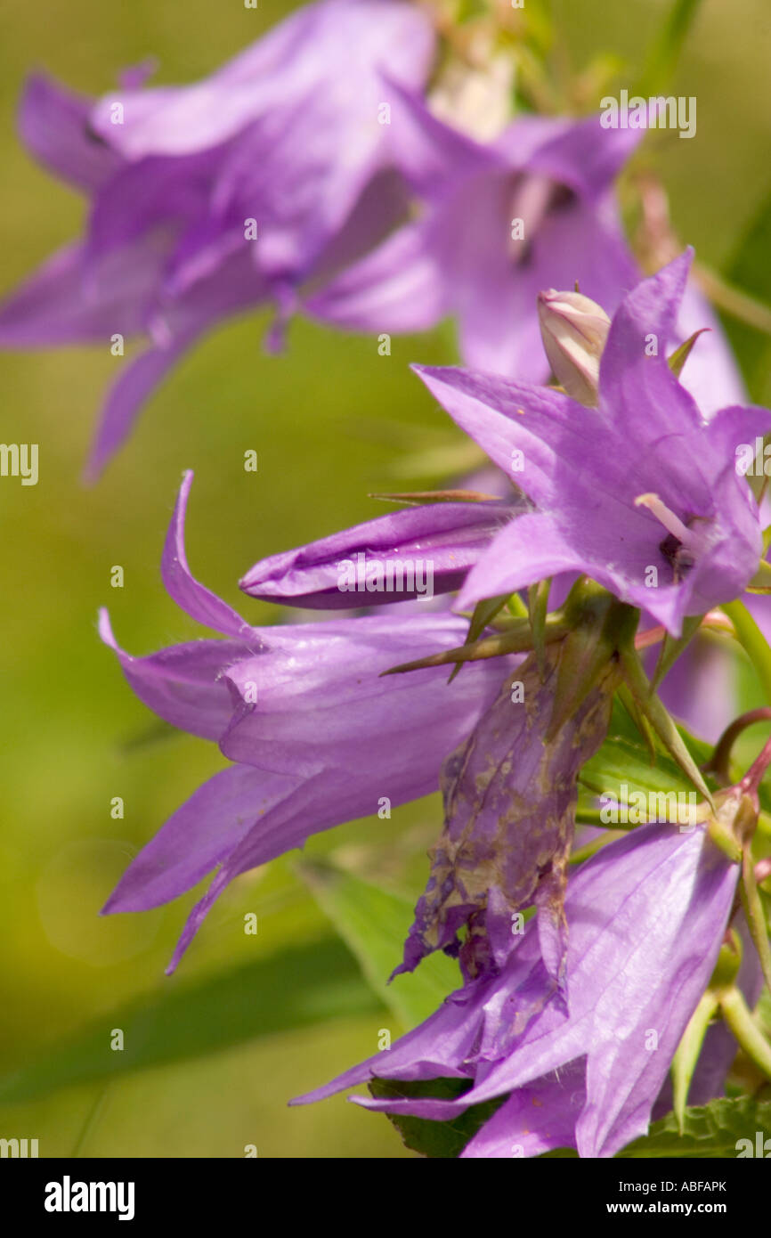 Nettle-leaved Bellflower, campanula trachelium Stock Photo