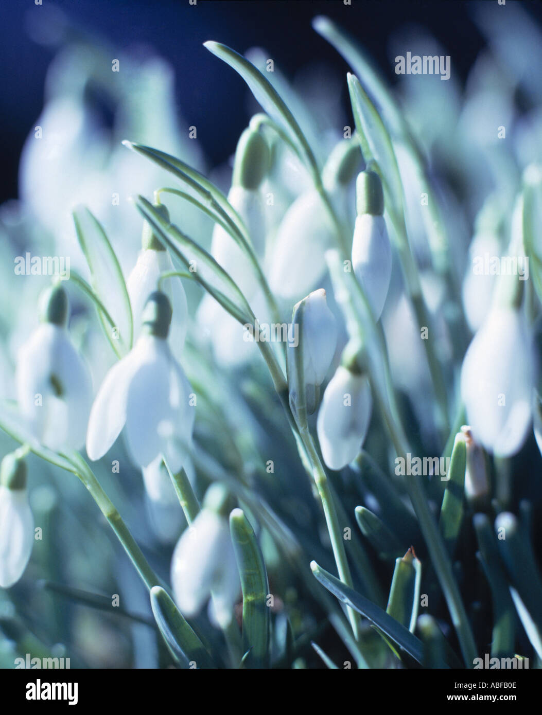 Snowdrops Galanthus Stock Photo