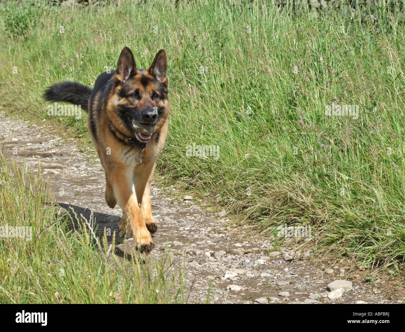 Why Does My Dog Carry Stones