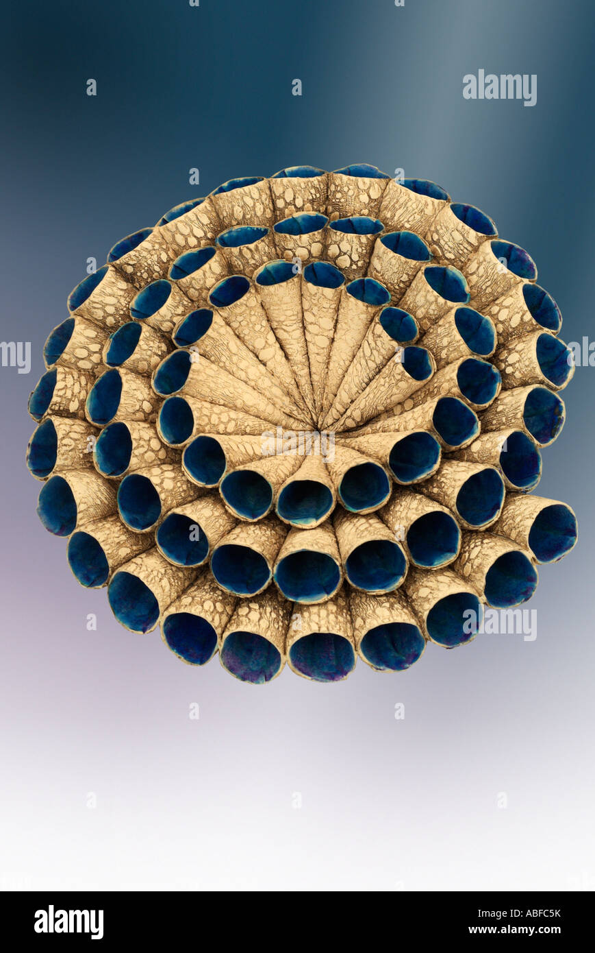 spiral plate bowl rolled roll tube construction embossed tactile brown blue style stylized ornament ornamental fired matt  balan Stock Photo