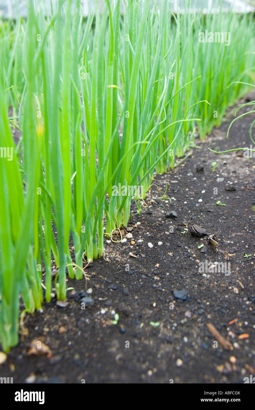 Green onions in soil hi-res stock photography and images - Alamy