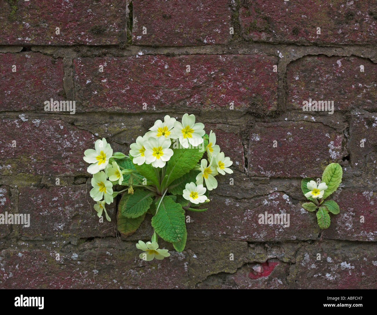 Cracks in wall hi-res stock photography and images - Alamy