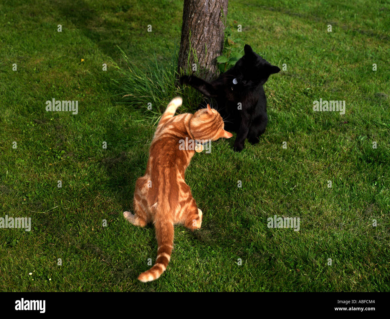 Catfight hires stock photography and images Alamy