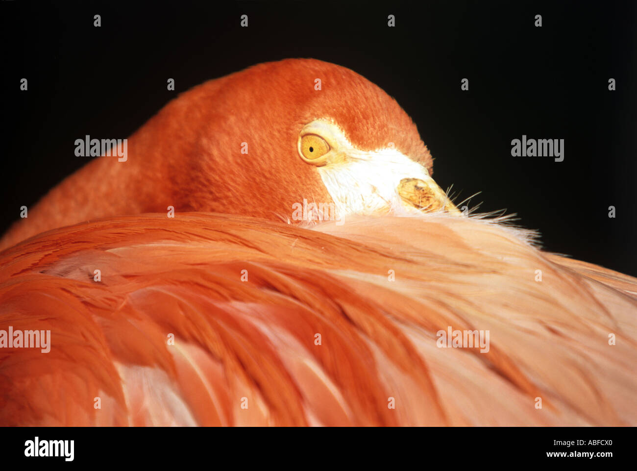 Flamingo Portrait. Stock Photo