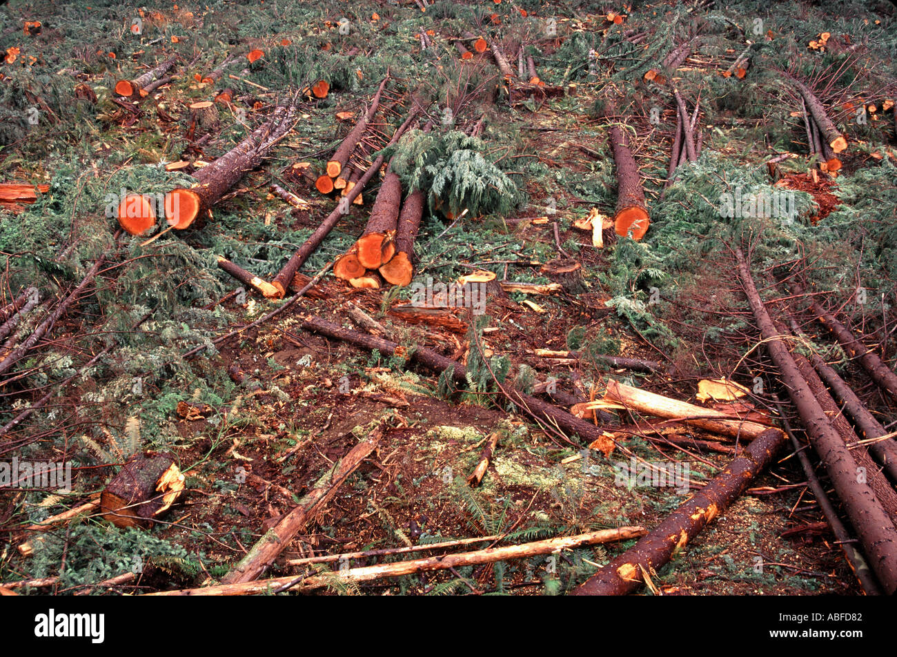 clear cut logging Washington Stock Photo