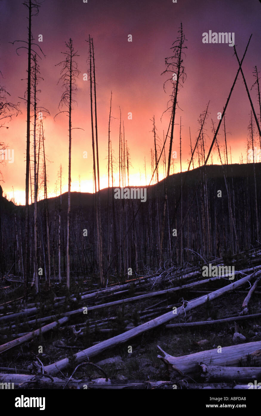 Hillside of burned dead trees after fire Yellowstone Nat'l Park Stock Photo