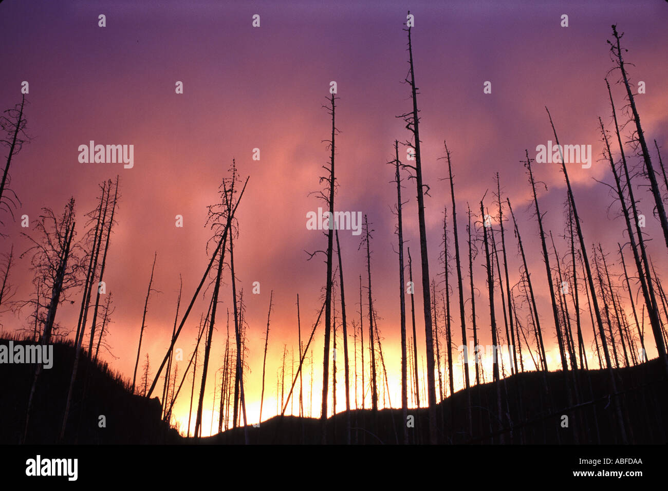 Hillside of burned dead trees after fire Yellowstone Nat'l Park Stock Photo