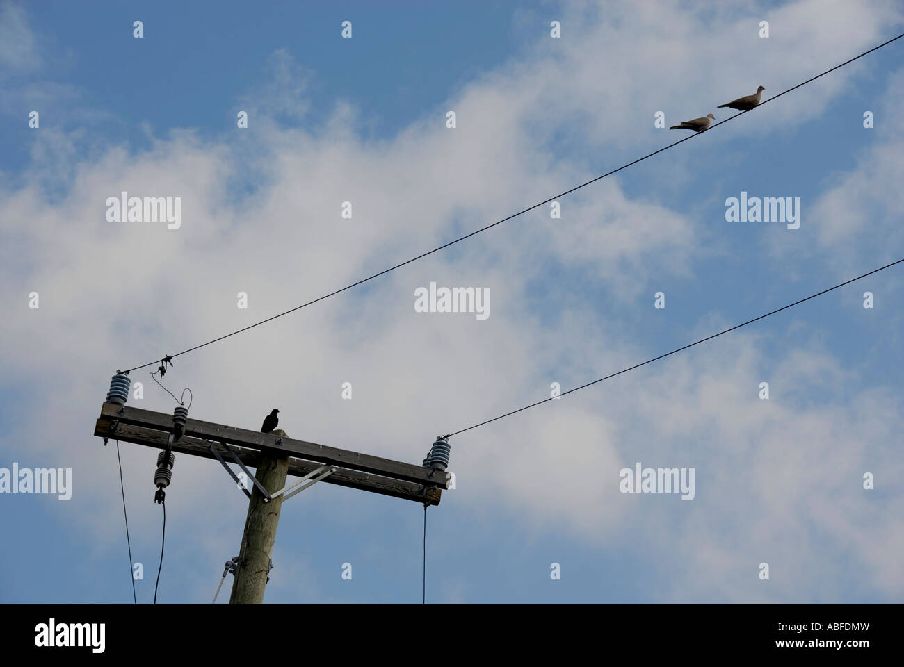 mourning-doves-on-power-line-stock-photo-alamy