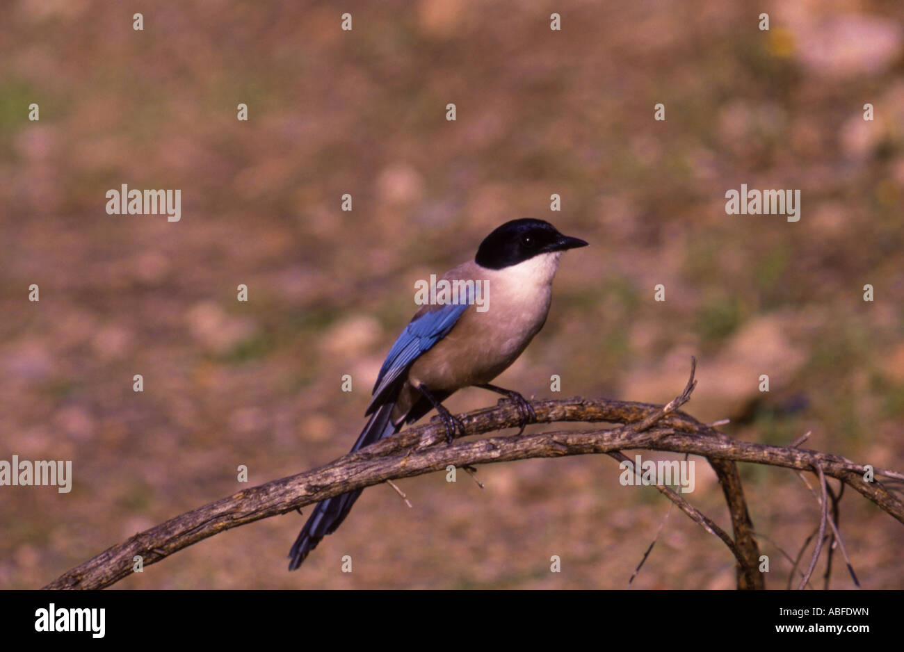 Azure winged Magpie perched Portugal Stock Photo