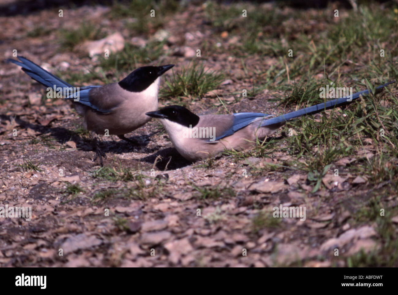 Azure winged magpies on ground Portugal Stock Photo