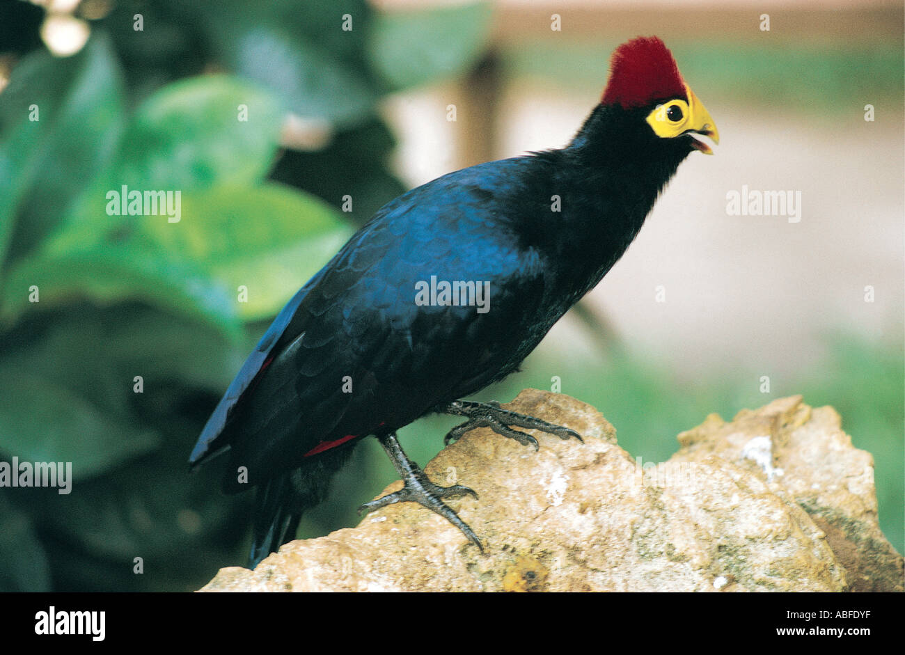 Ross s Turaco perched on a stone This is forest bird found in the highland forests of Kenya East Africa Stock Photo