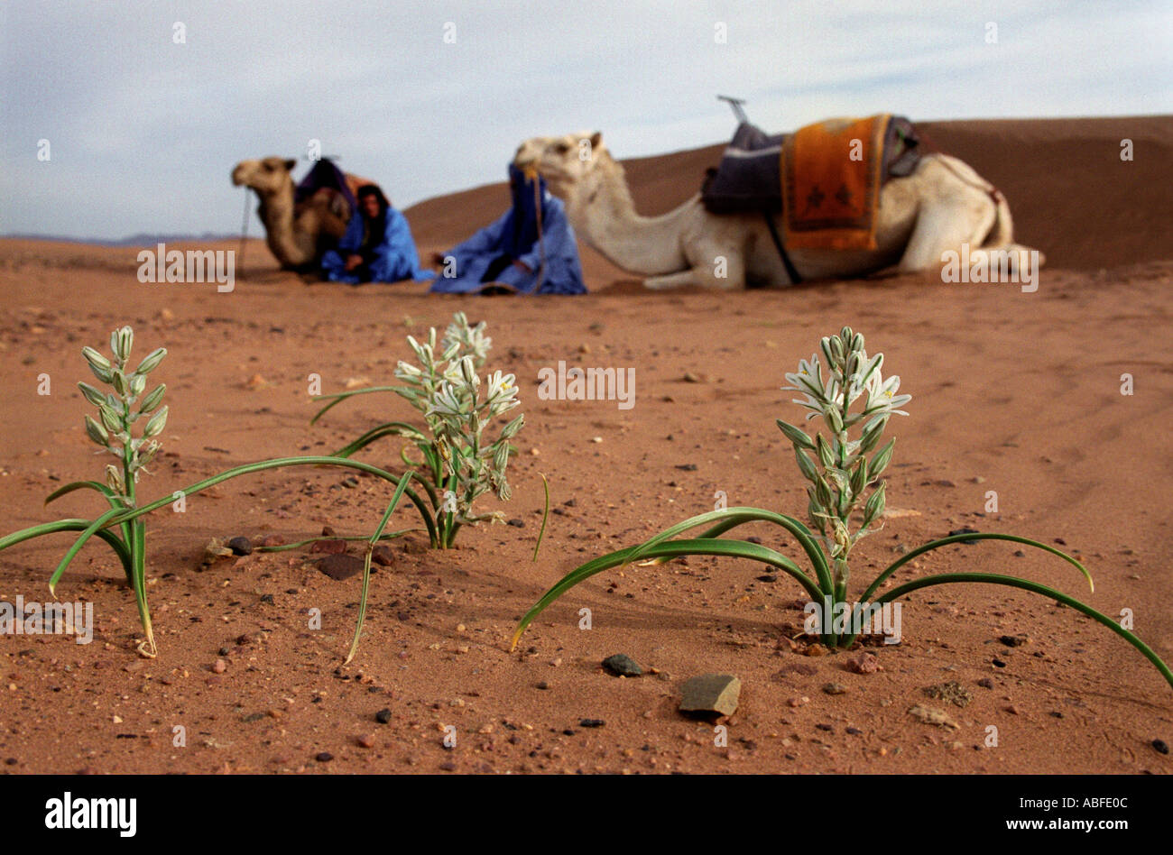Flowers in the desert Asphodels Moroccan Sahara Stock Photo Alamy