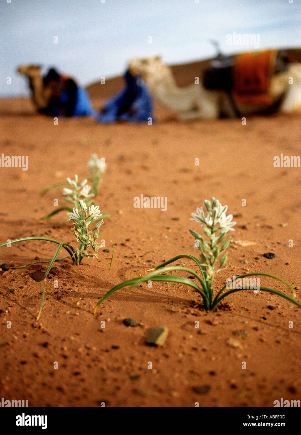 Flowers in the desert Asphodels Moroccan Sahara Stock Photo - Alamy