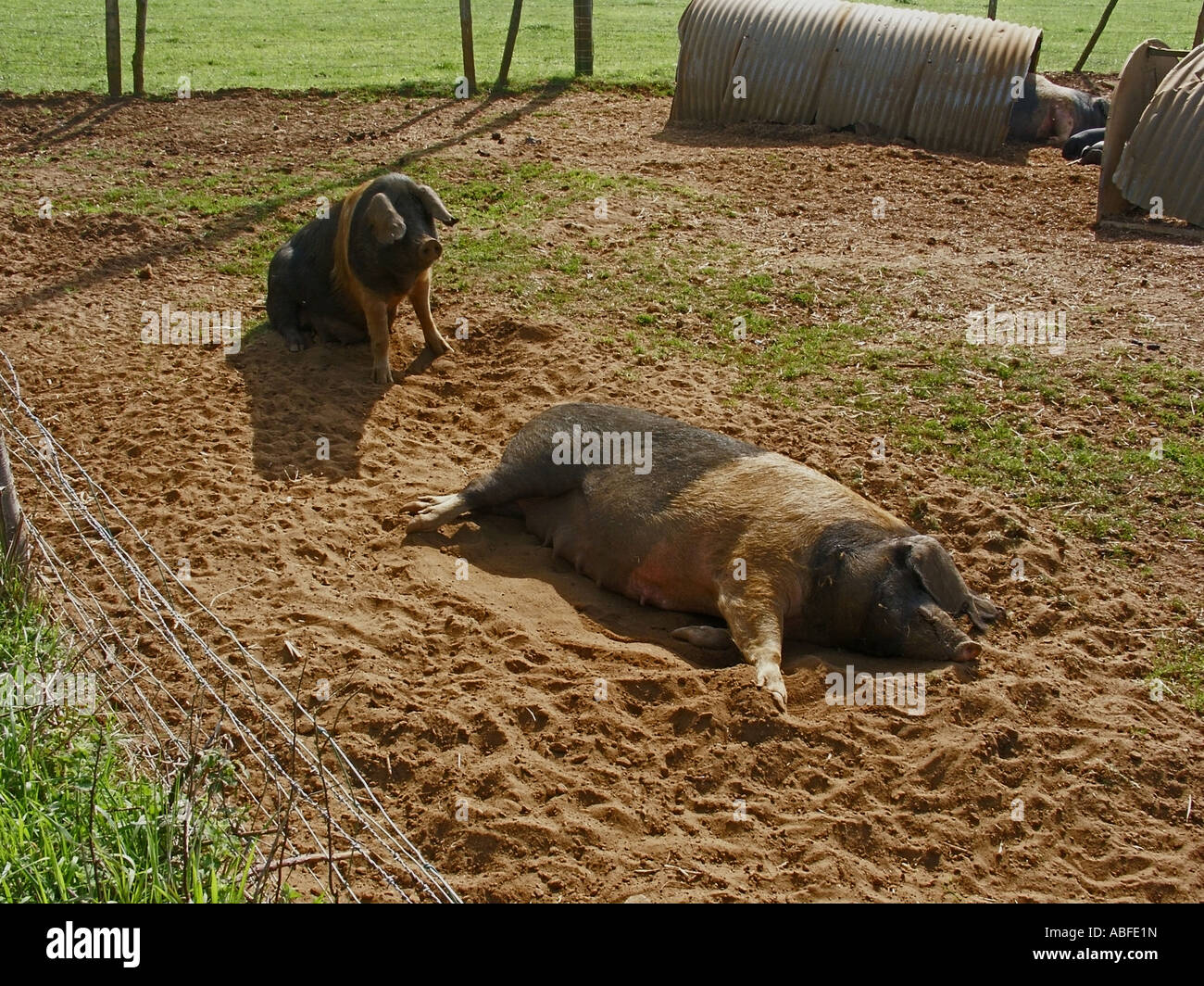 British Saddleback. Sow sleeping Lydling Farm Shackleford Surrey England April Stock Photo Alamy
