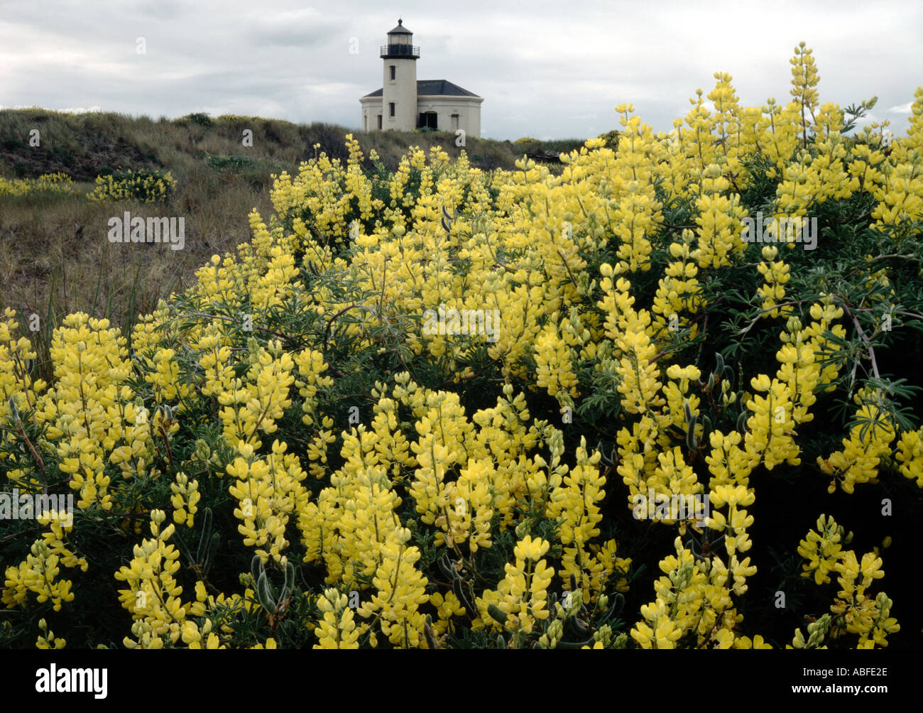 Coquille River lighthouse at Bandon on the Southern Oregon Coast with Springtime blooming Flase Lupine wildflowers Stock Photo