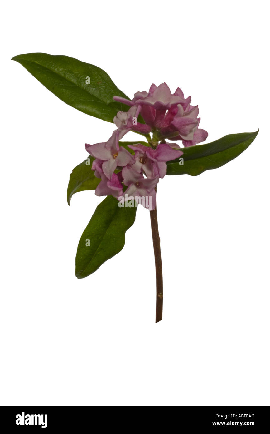 Daphne bholua cutout. Flower cluster leaves on stem Surrey England March Stock Photo