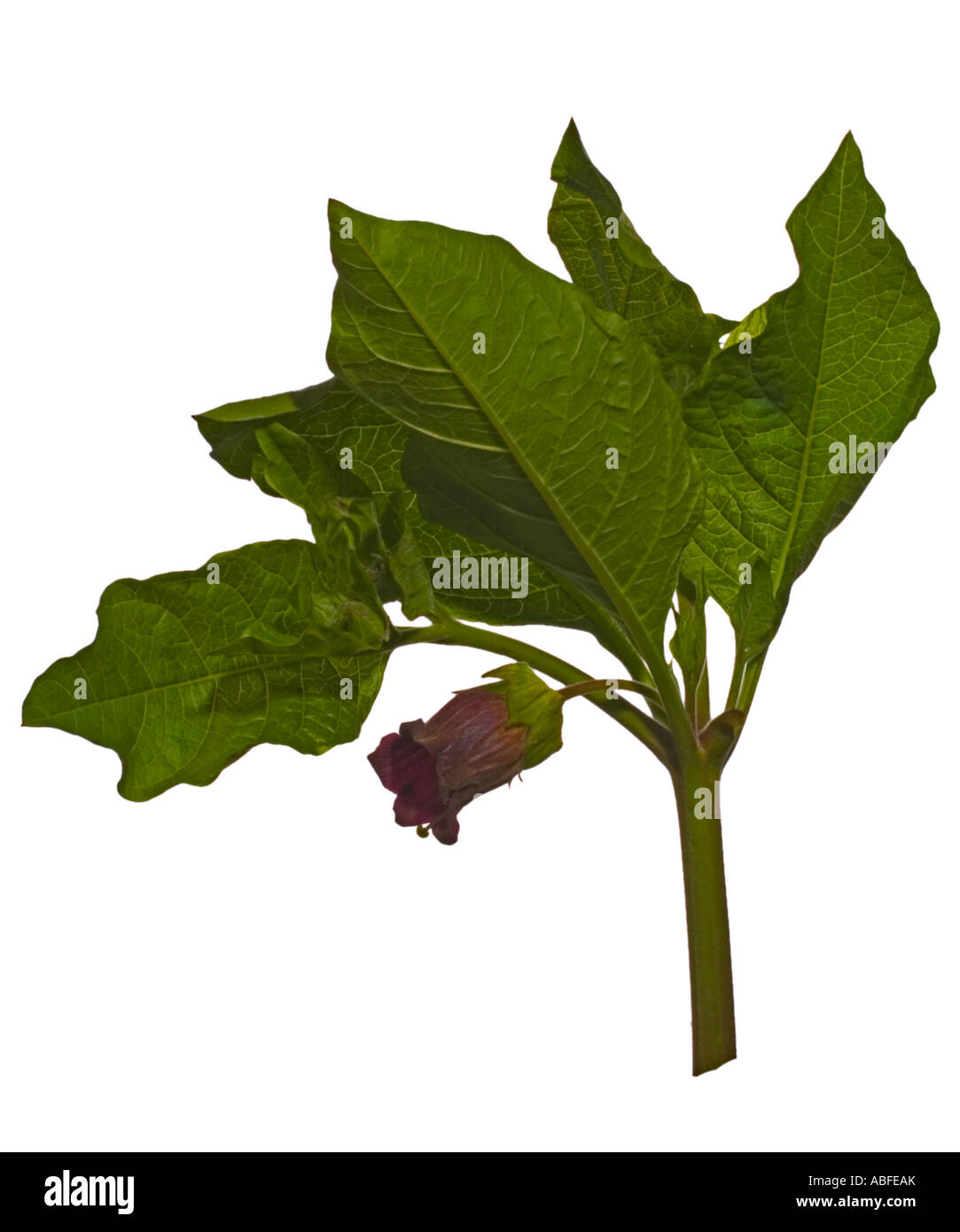 Deadly Nightshade cutout. Flowerhead and leaves Surrey England May Stock Photo