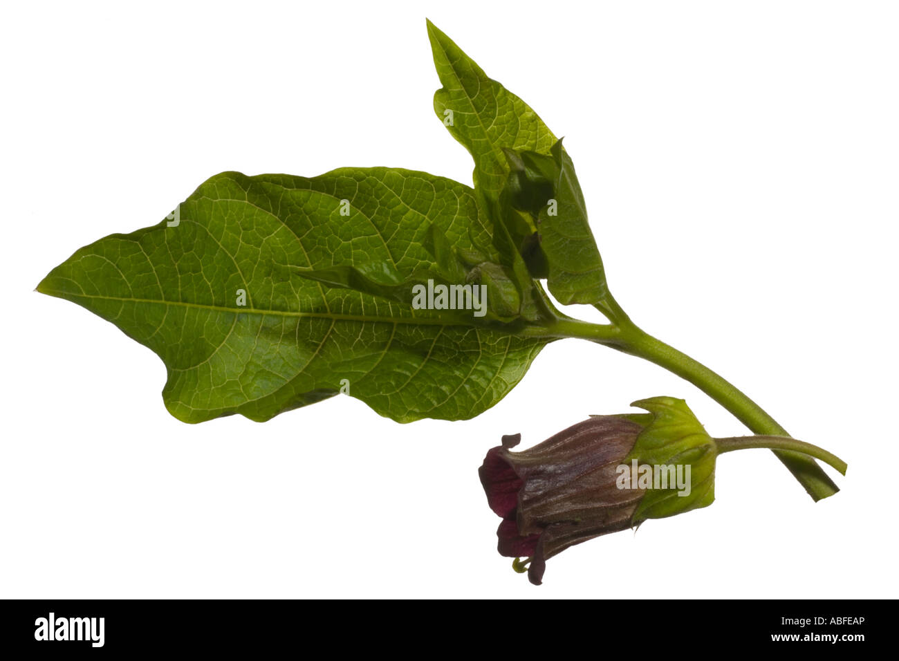 Deadly Nightshade cutout. Macro Flowerhead and leaf Surrey England May Stock Photo