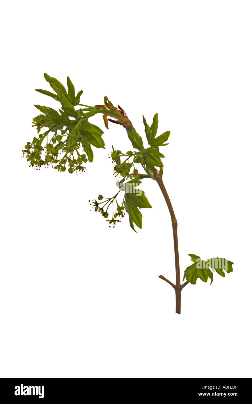 Field Maple flowers Cutout. Young leaves flowers Surrey England April