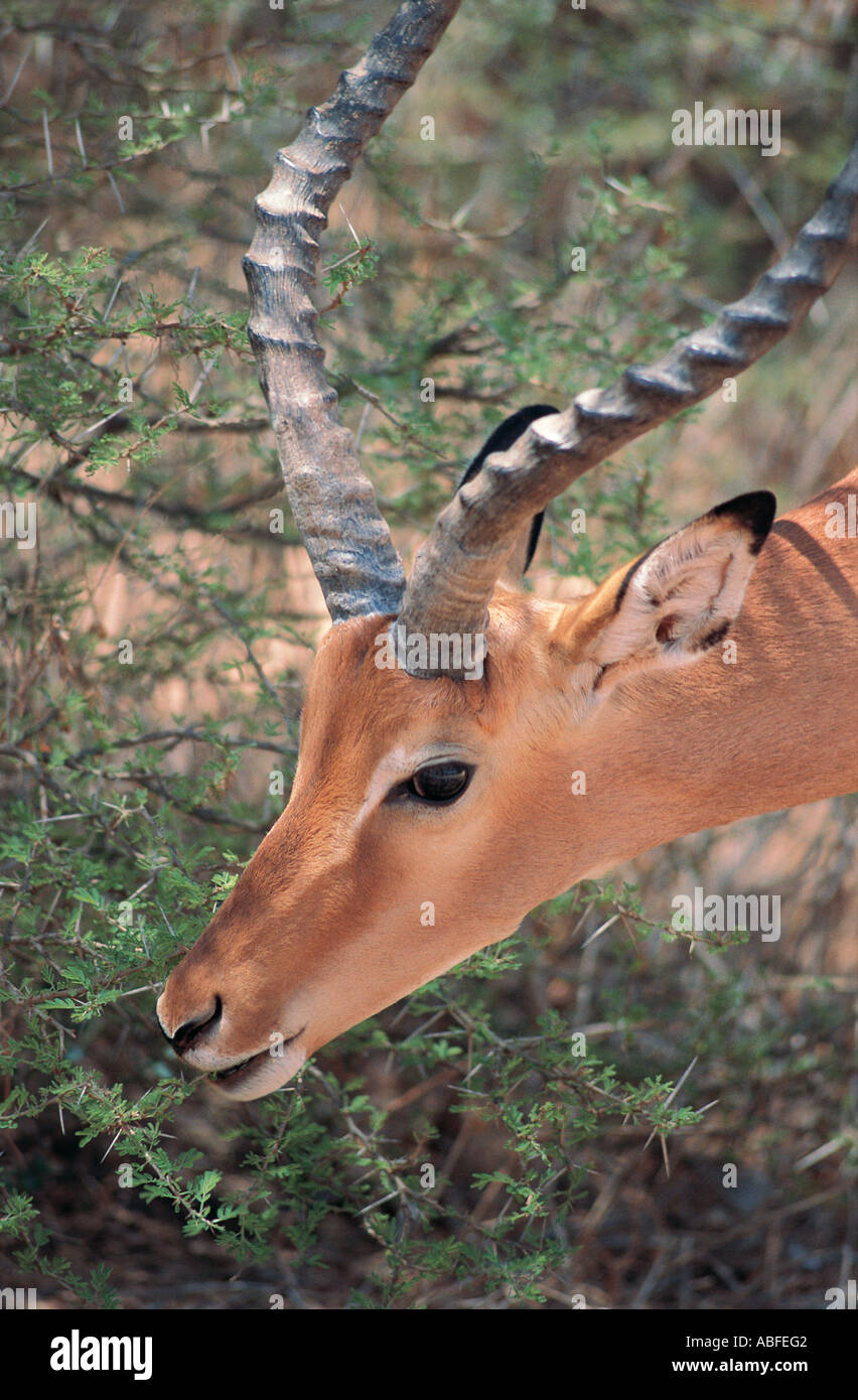 Close up of male Impala browsing on the leaves of an acacia bush Samburu National Reserve Kenya East Africa Stock Photo