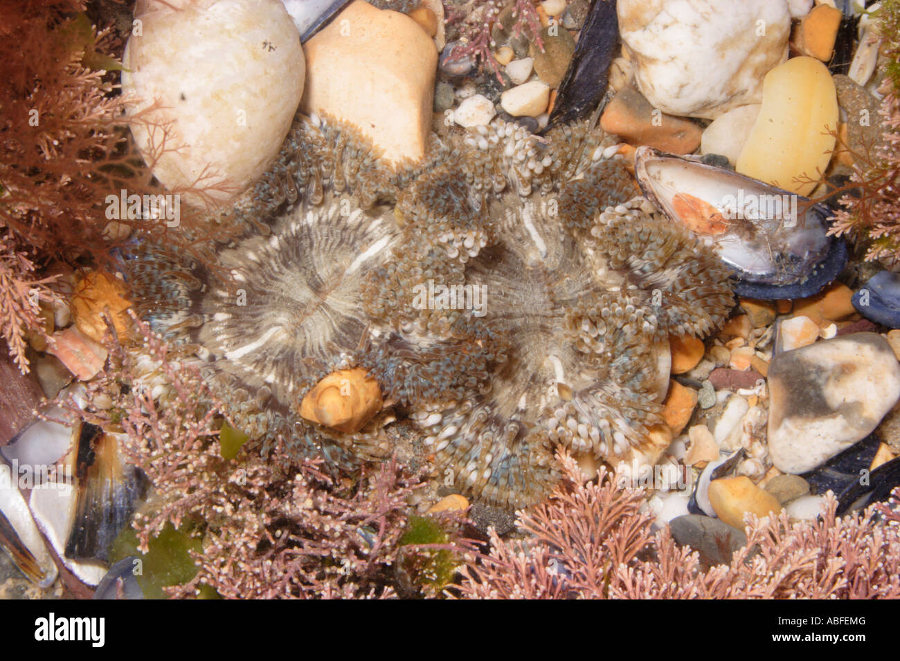 Daisy anemones Cereus pedunculatus Sagartiidae in a rockpool UK Stock Photo