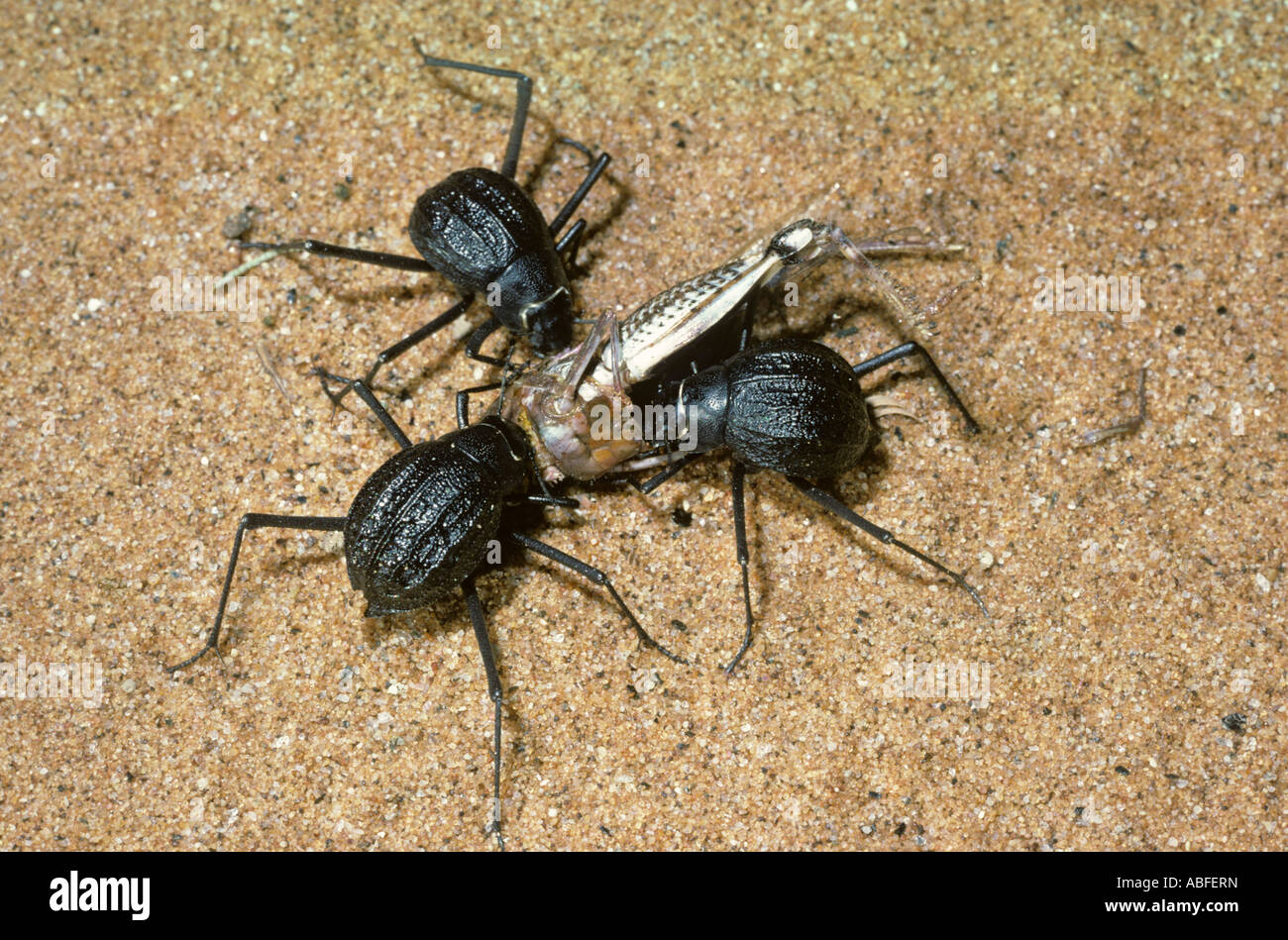 Darkling beetles Onymacris rugatipennis Tenebrionidae scavenging on a dead grasshopper in the Namib Desert Namibia Stock Photo