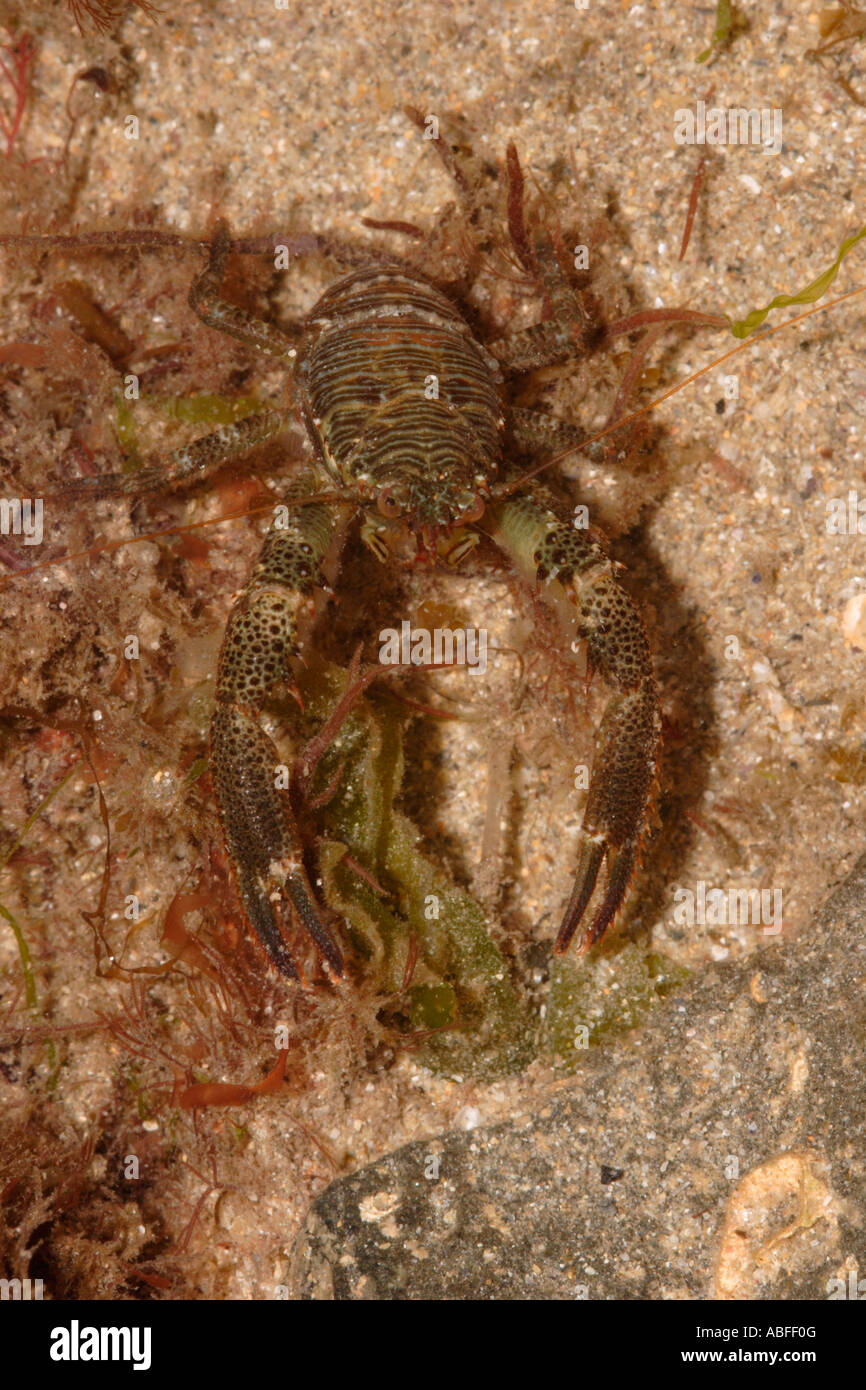 Common squat lobster Galathea squamifera Galatheidae UK Stock Photo