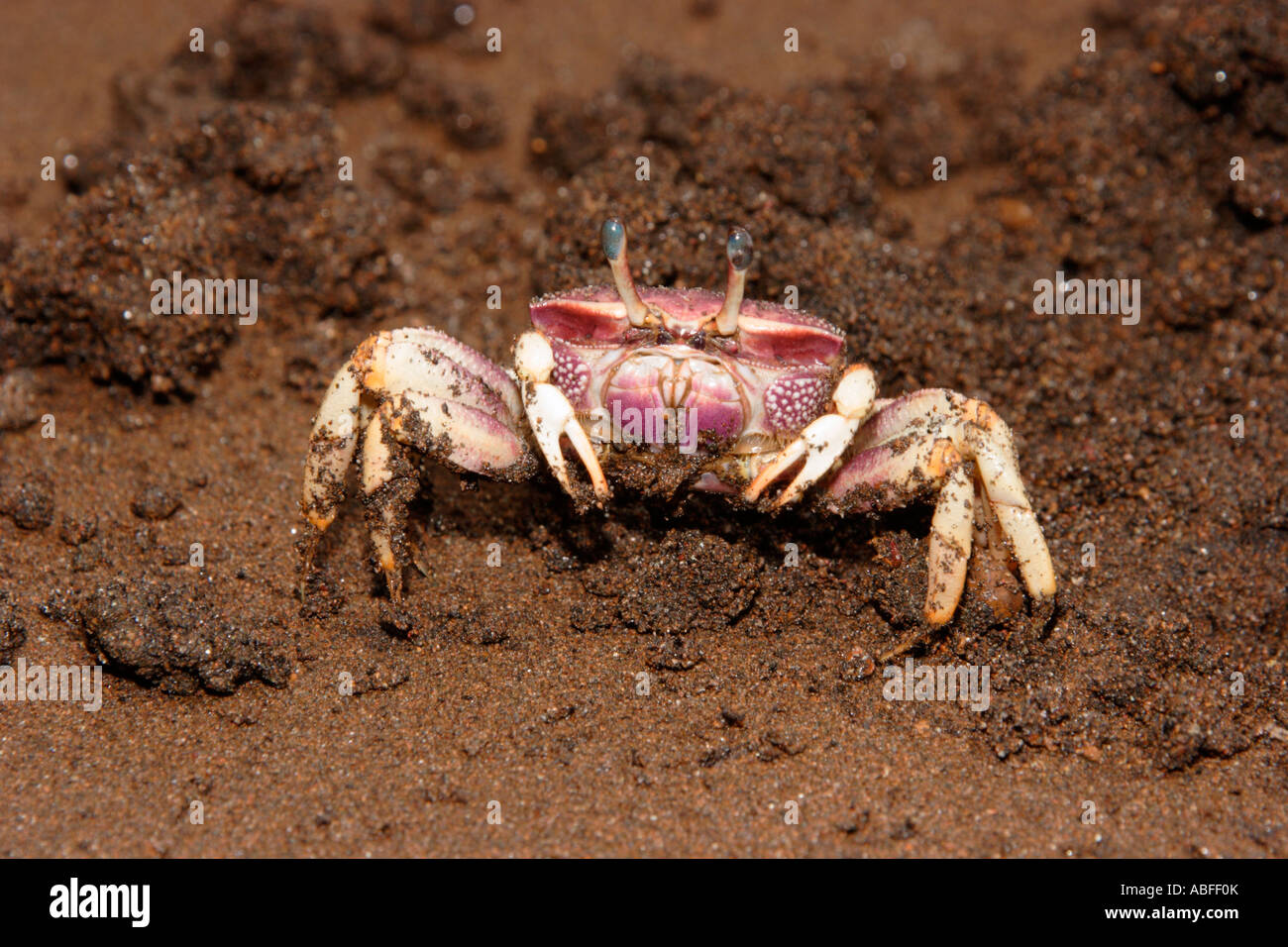 Fiddler crab Uca sp female picking up sand and eating it Cameroon Stock