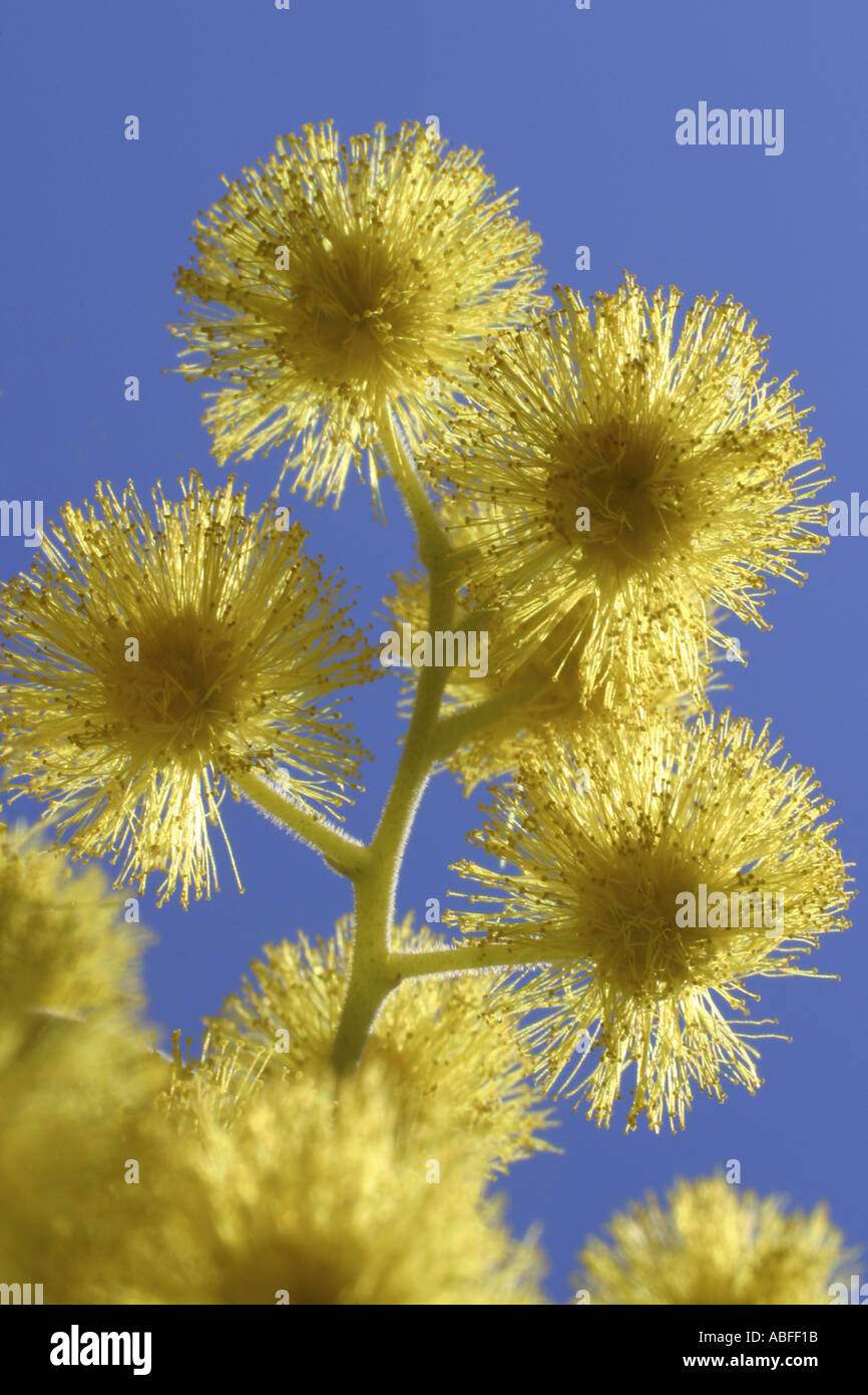 An Australian native plant Wattle flowers against a clear blue sky Stock Photo