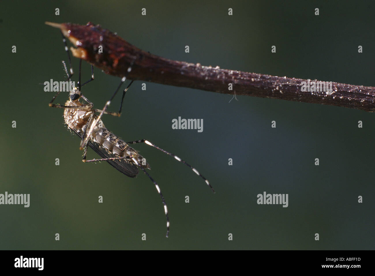 A mosquito leaves it s pupal stage emerges from the water and waits for its wings to dry Stock Photo